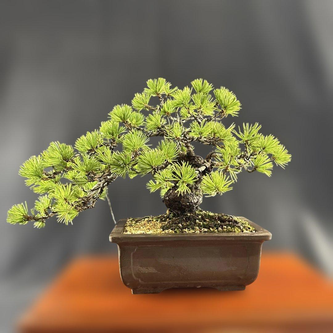 貴風盆栽、赤石五葉松、懸崖作り、幹元太 目立った汚れ傷無し　medabon