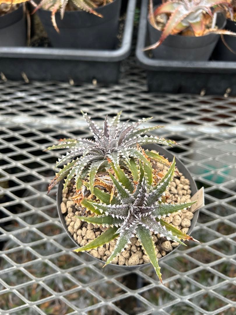 DBディッキア Dyckia Bill Baker hybrid #226 ⑵