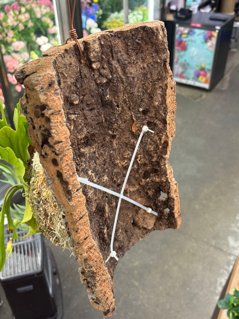 [現品•美株] 細葉Mt.Kitshakoodキッチャクード 国内管理　リドレイ