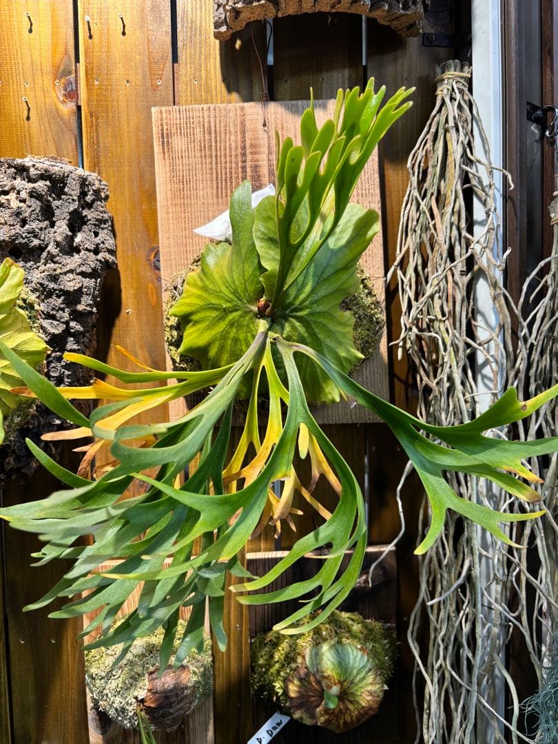 [現品•美株] 細葉Mt.Kitshakoodキッチャクード 国内管理　リドレイ