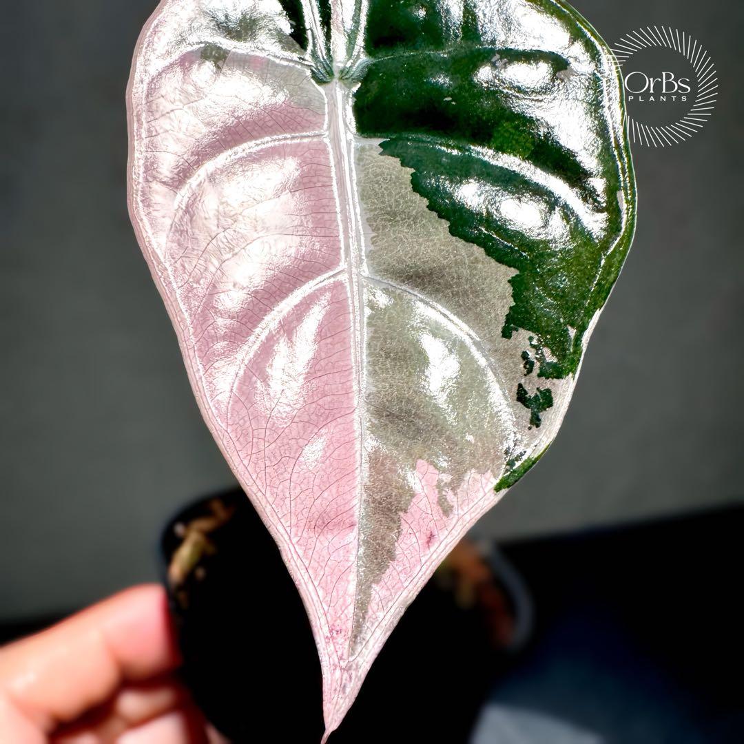 【極上ピンク斑】アロカシア シャントリエリ ピンク斑入り タイナーセリー血統株