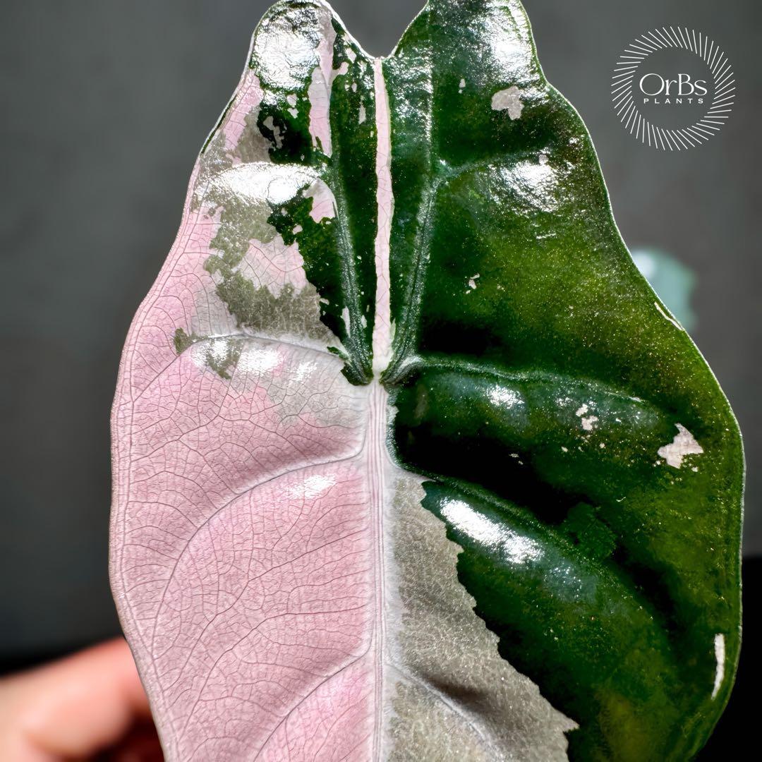 【極上ピンク斑】アロカシア シャントリエリ ピンク斑入り タイナーセリー血統株