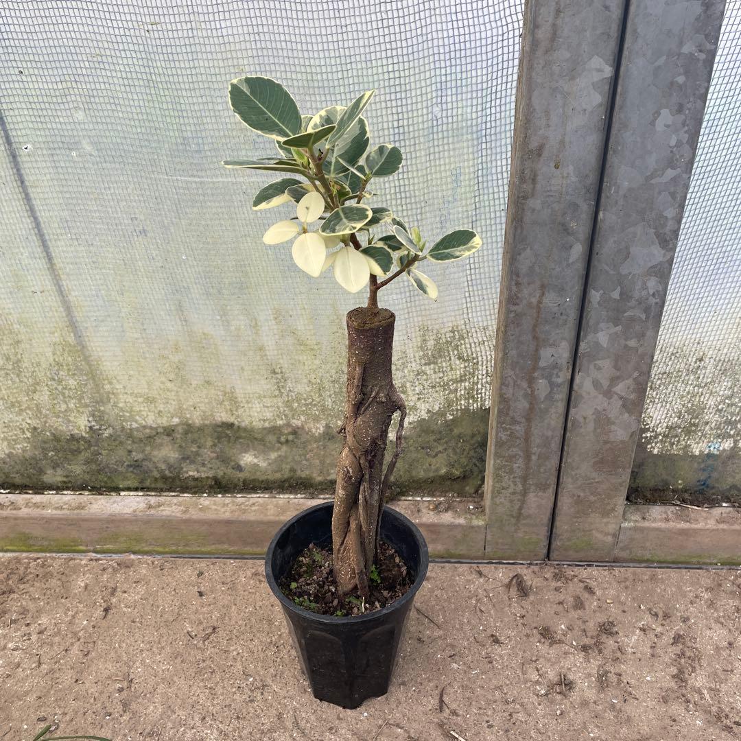 パンダガジュマル　斑入り　希少　3.５号