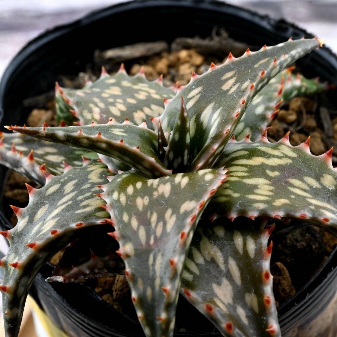 アロエ 美苗 ブラックペッパー Black pepper 多肉植物 レア