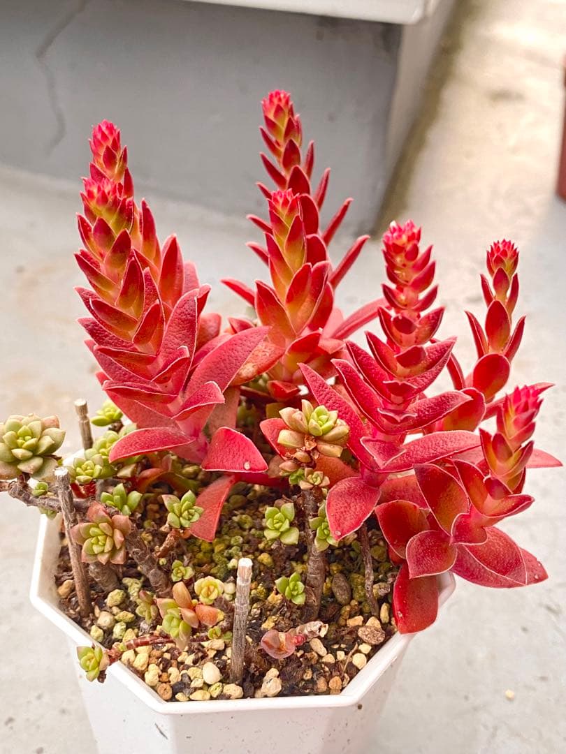 多肉植物　紅葉祭り　抜き苗