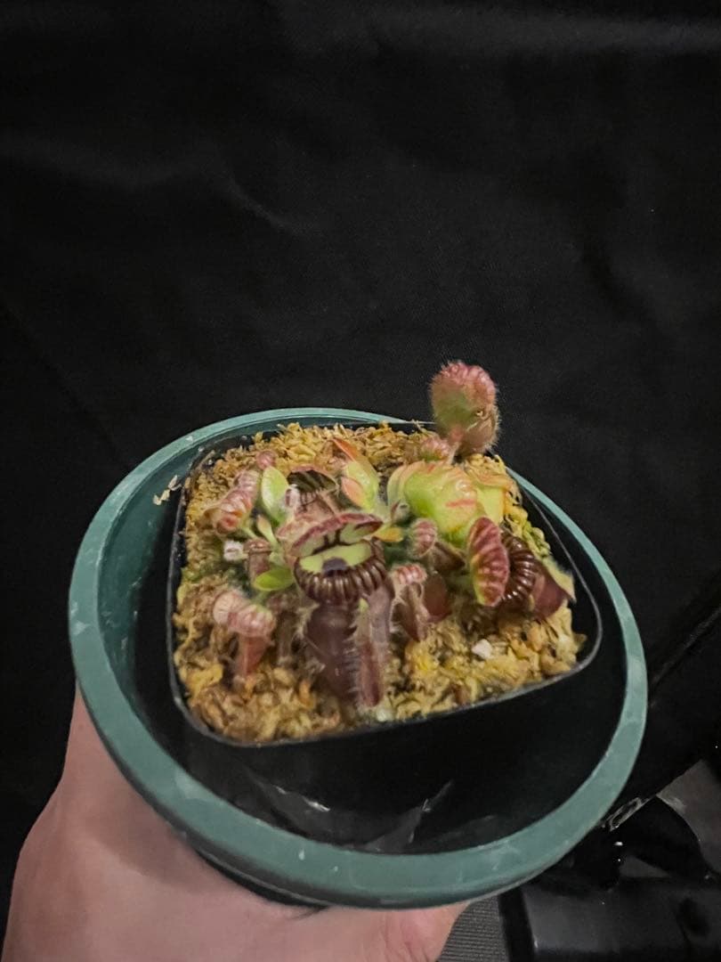 その他観葉植物 Cephalotus follicularis Big Mouth CZP