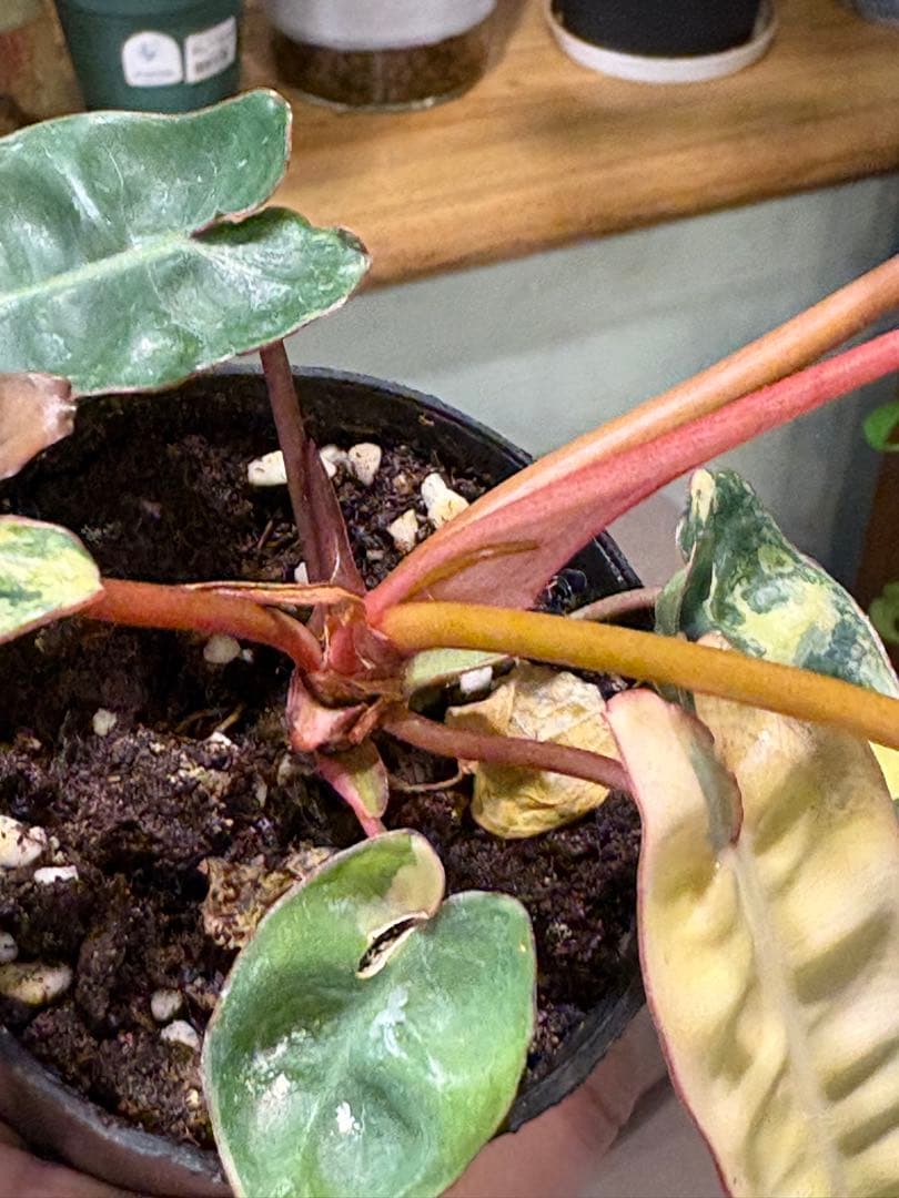 【希少・斑入り】フィロデンドロン l｜Variegated Billietiae