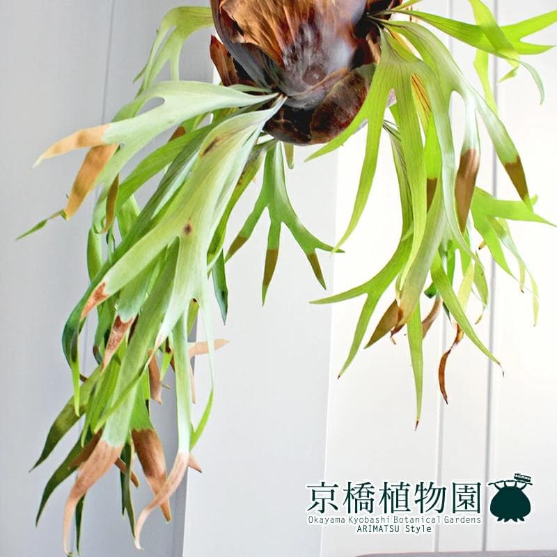 【現品】コウモリラン/ビカクシダ・ビフルカツム（大）吊り下げ（1）