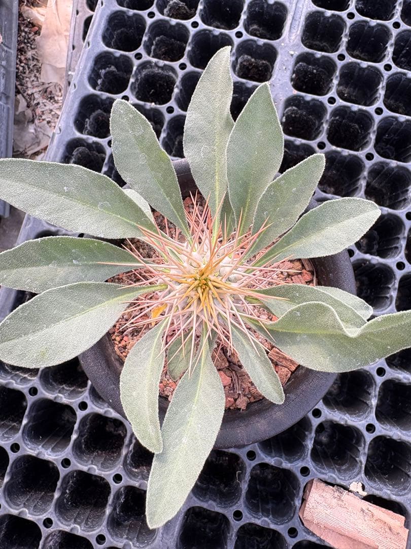 パキポディウム　ナマクアナム　光堂　国内実生　3.5寸