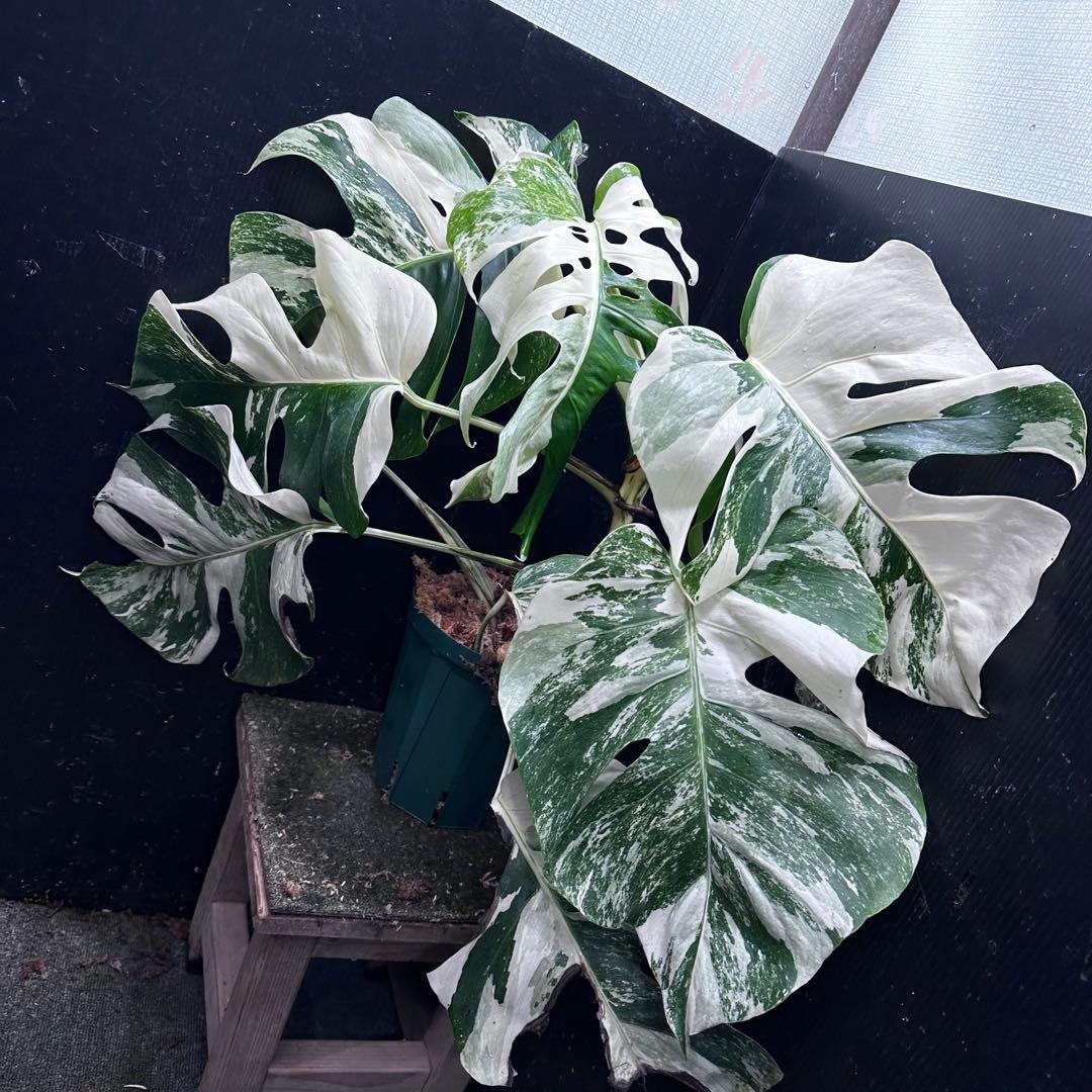 M*o様 斑入りモンステラ ホワイトタイガー極美大株57cm白斑多