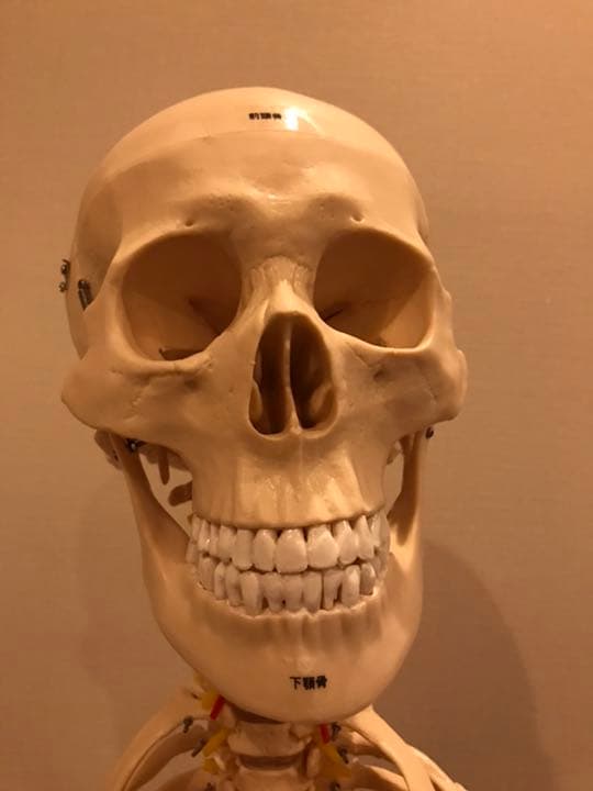 等身大　骨模型　男性