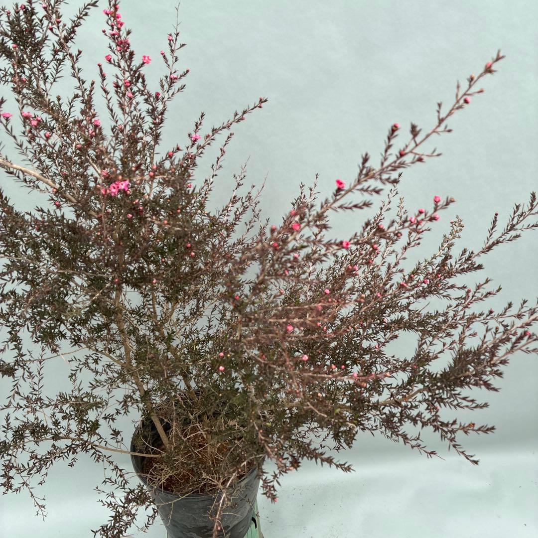 ギョリュウバイ　八重ピンク