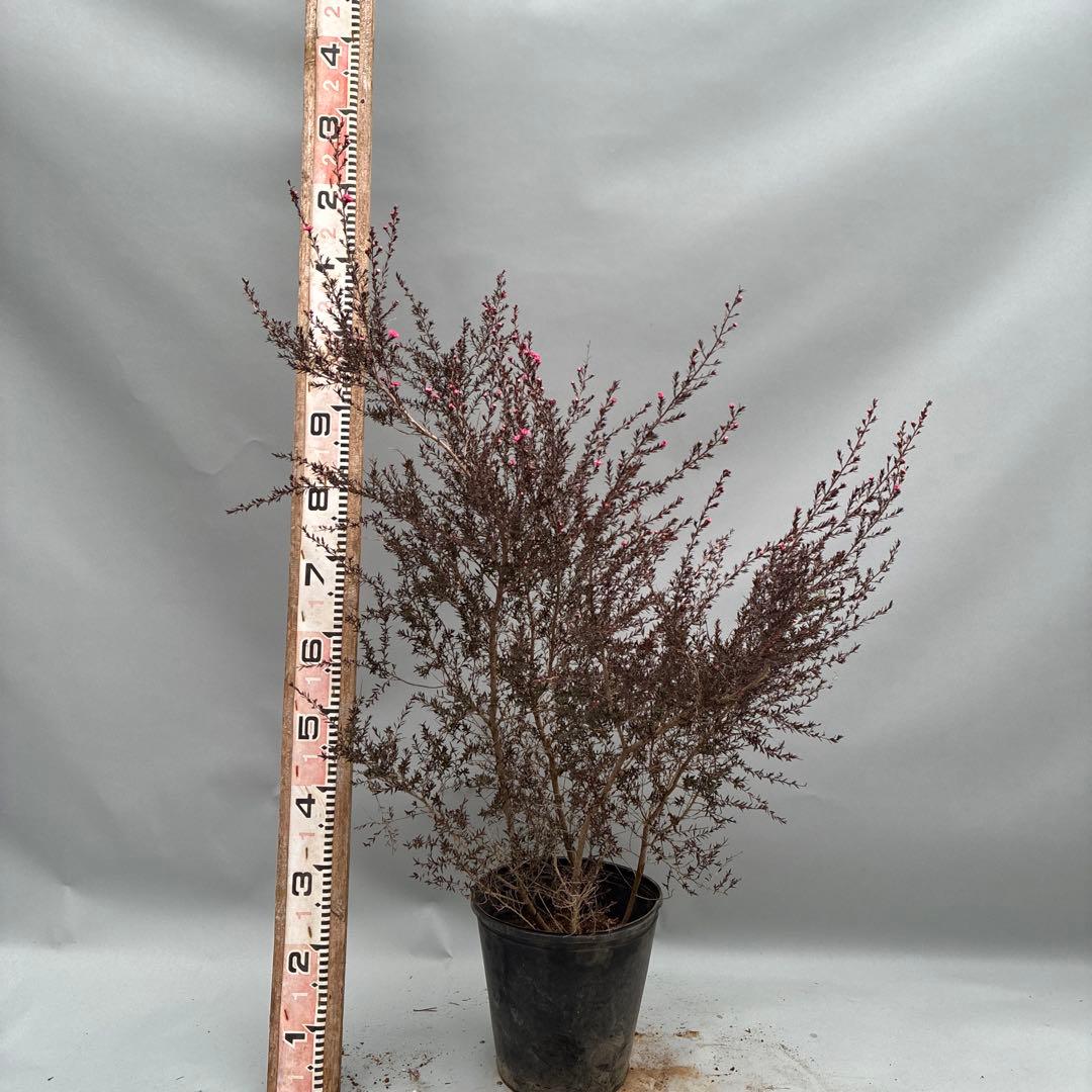 ギョリュウバイ　八重ピンク