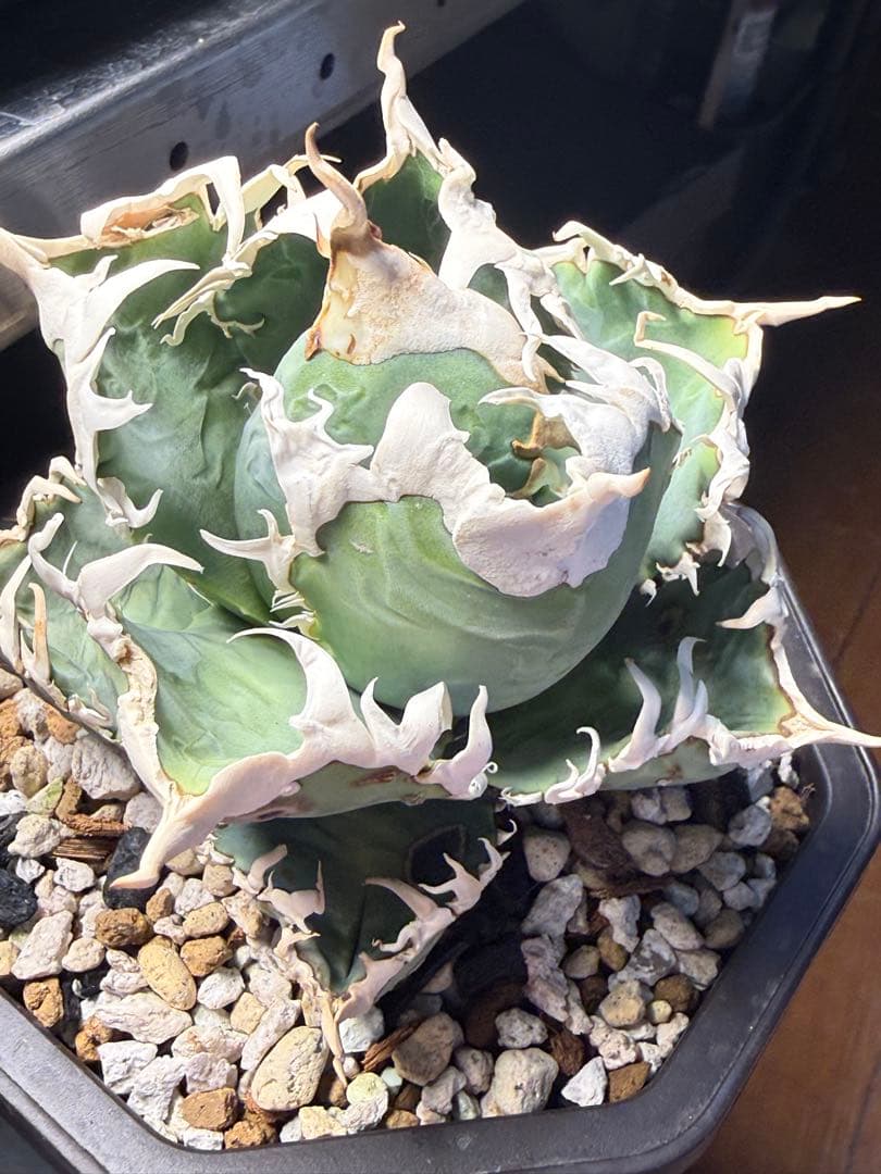 台湾ゴジラ アガベ オテロイ