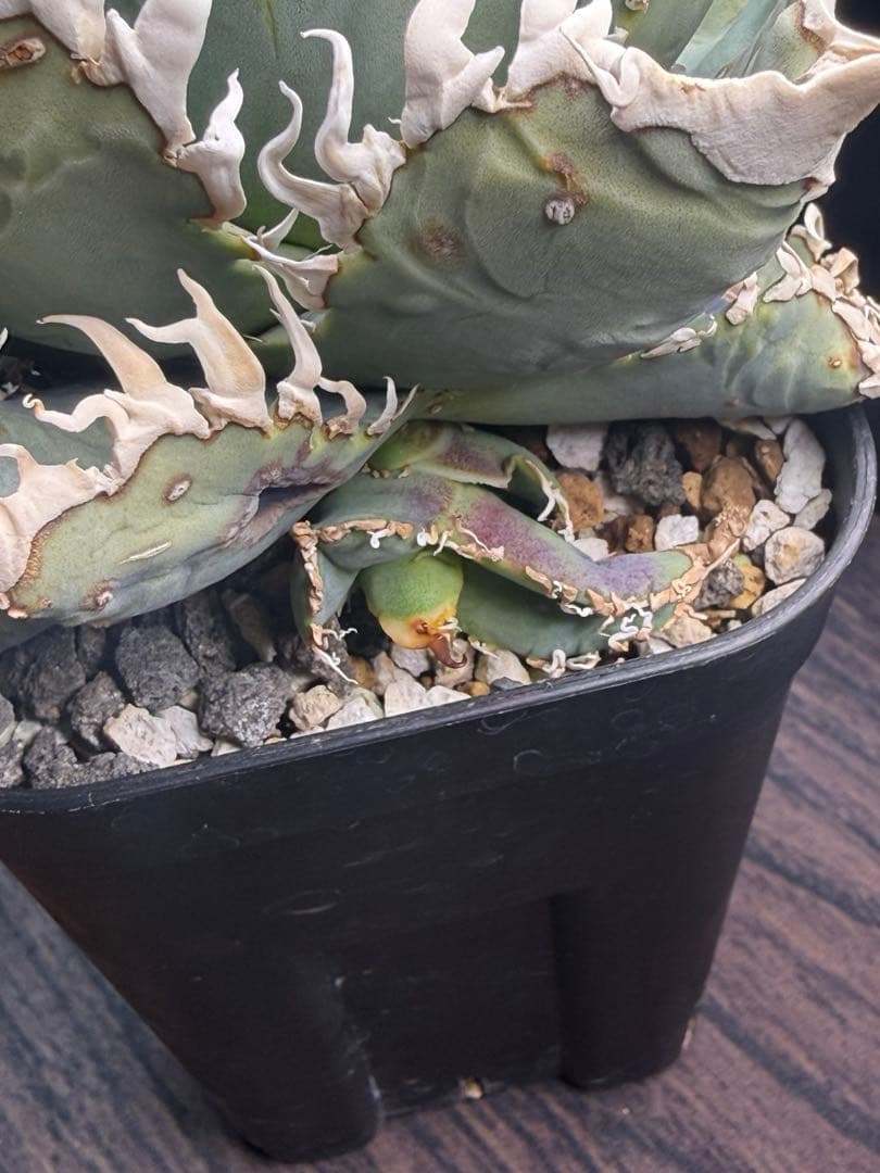 台湾ゴジラ アガベ オテロイ