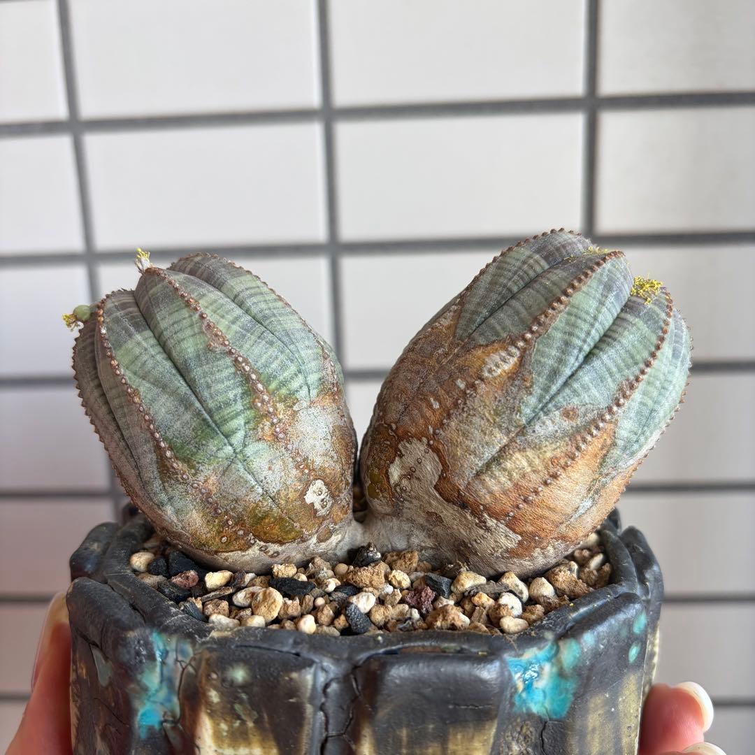 レ*君様 ユーフォルビア オベサ ダブルヘッド オールドオベサ2頭