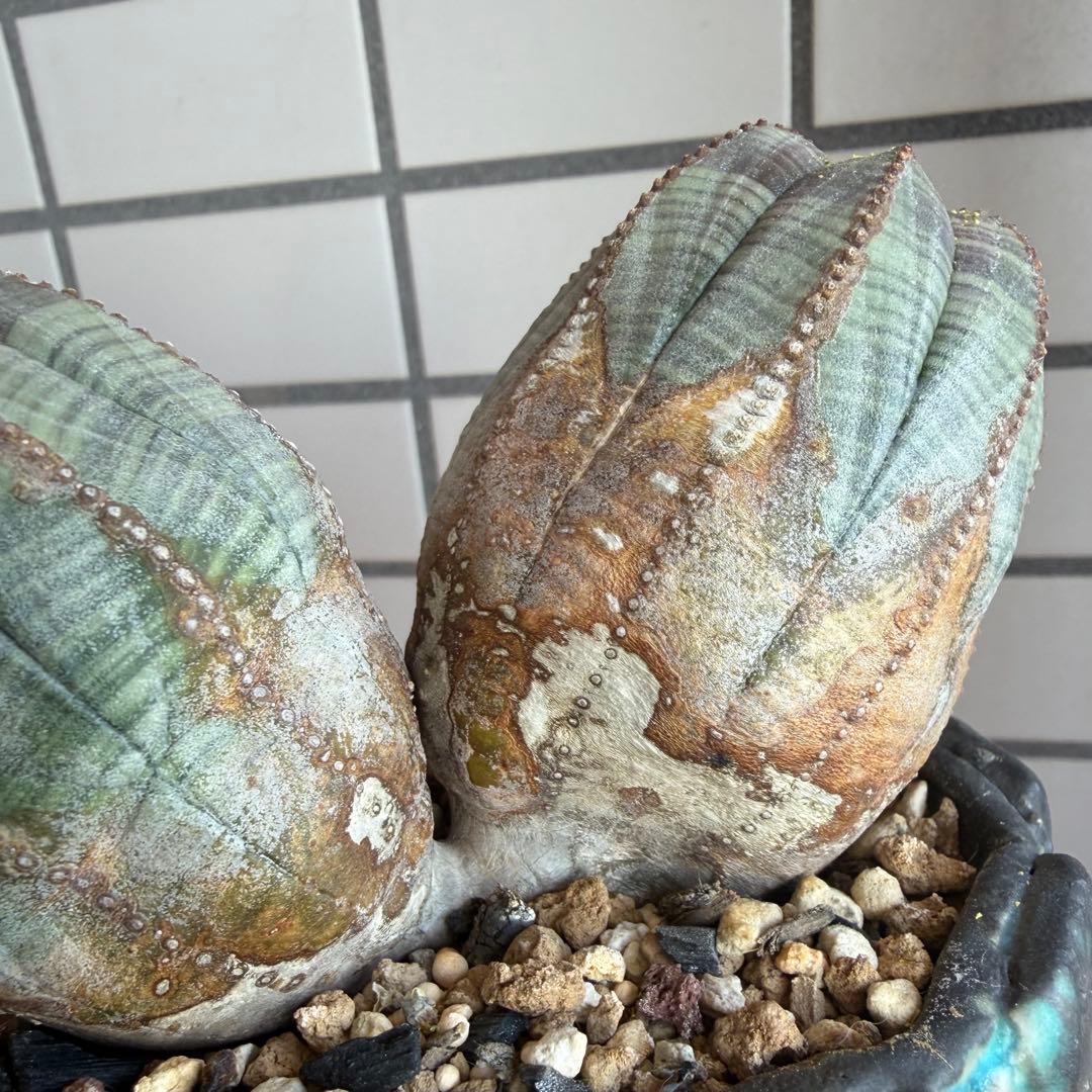 レ*君様 ユーフォルビア オベサ ダブルヘッド オールドオベサ2頭