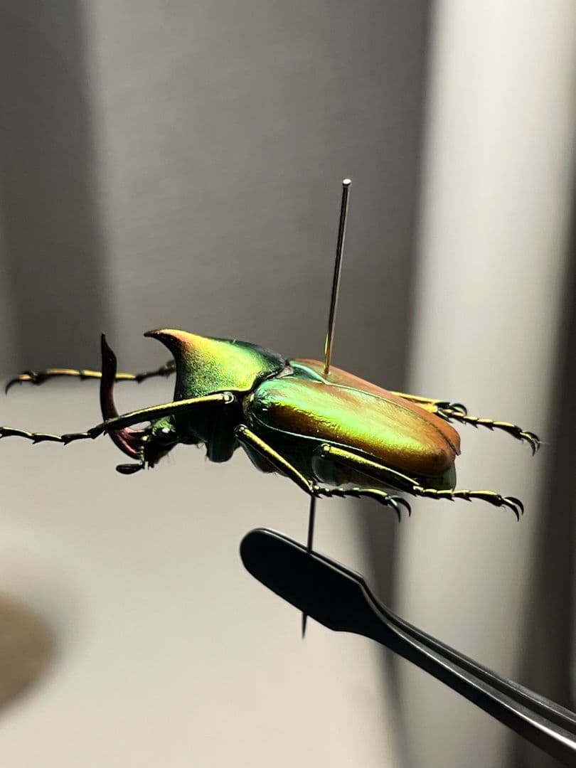 【30mm】ロドリゲスカブトハナムグリ コガネムシ プラチナコガネ カナブン