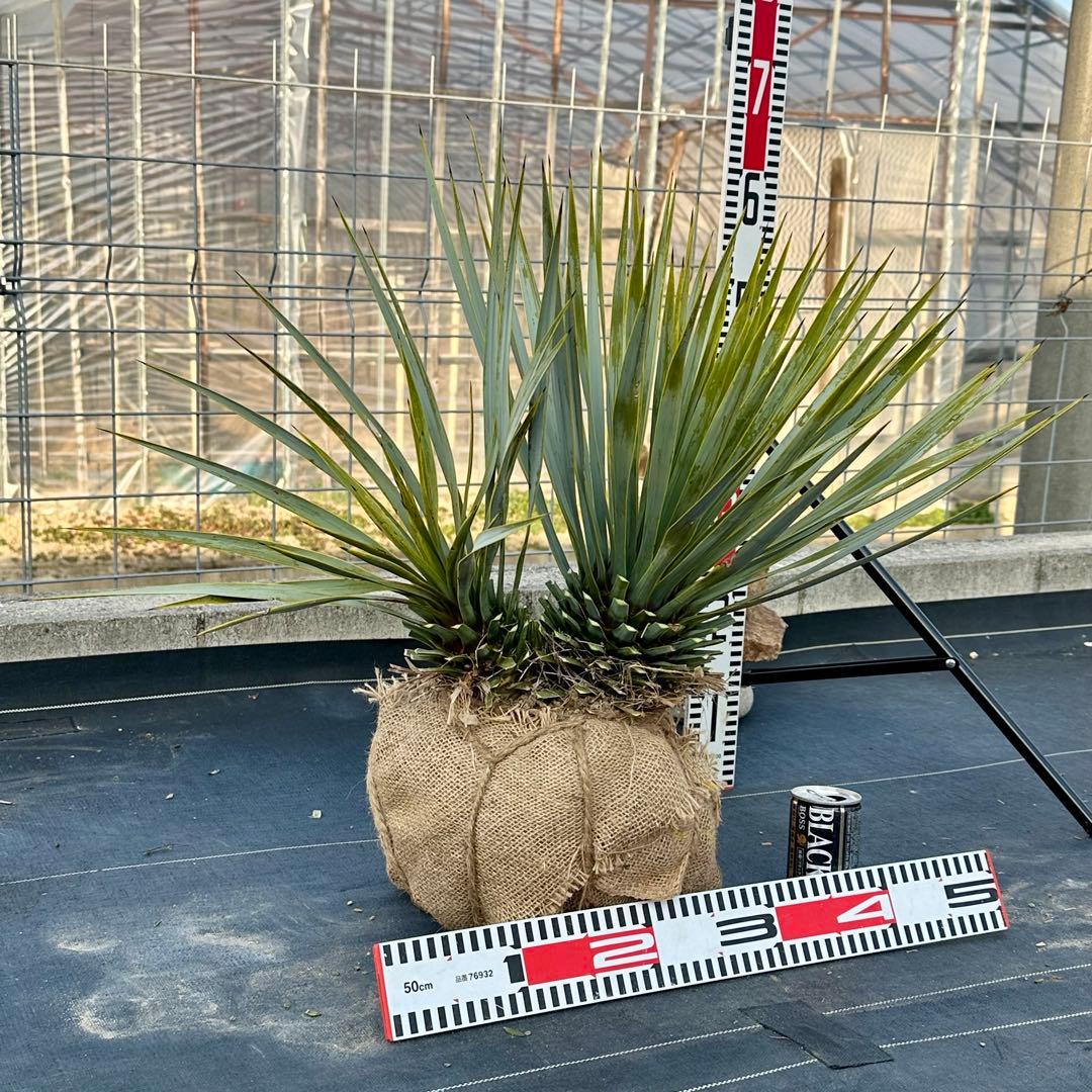 ユッカ ロストラータ（樹高:約57cm）Feb07