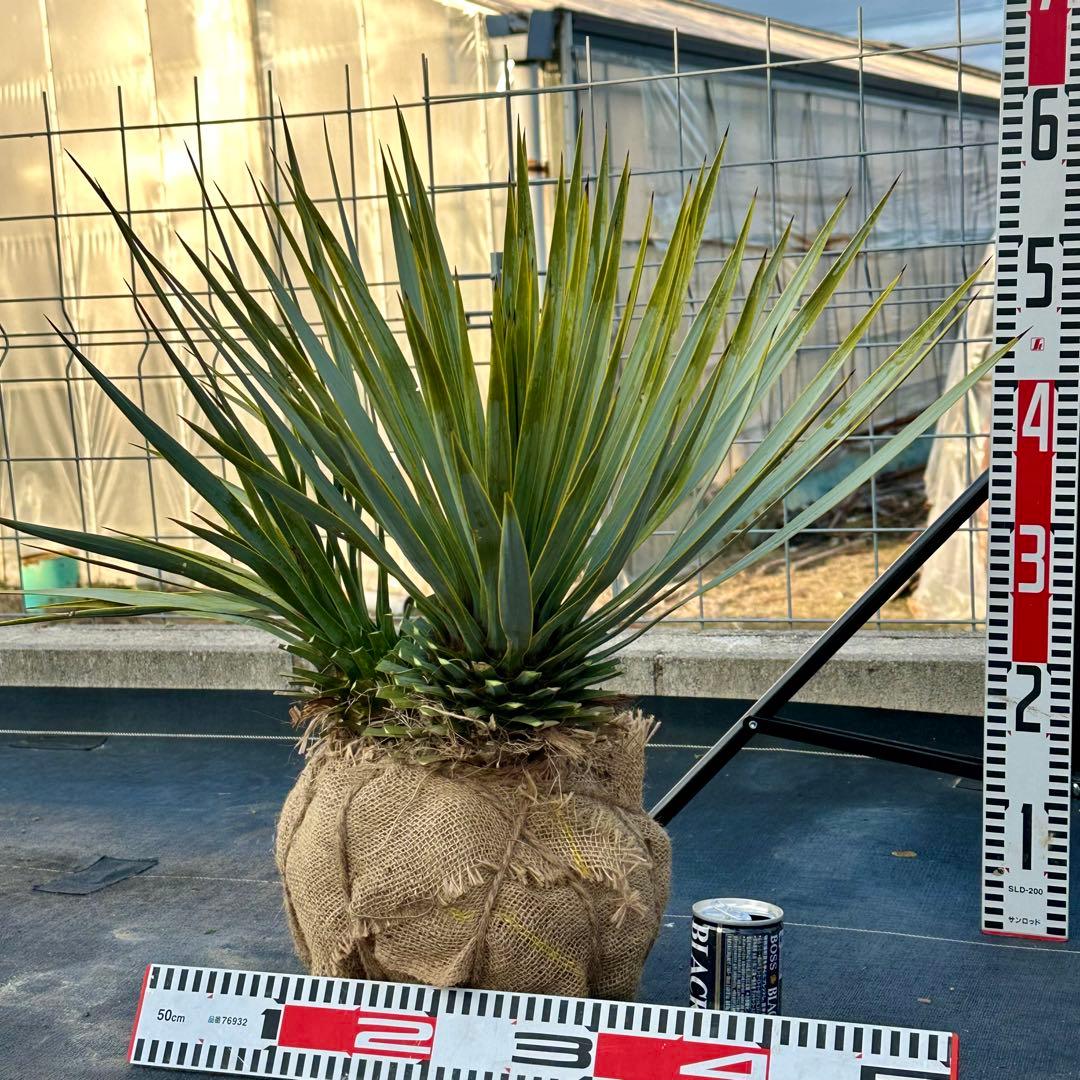 ユッカ ロストラータ（樹高:約57cm）Feb07