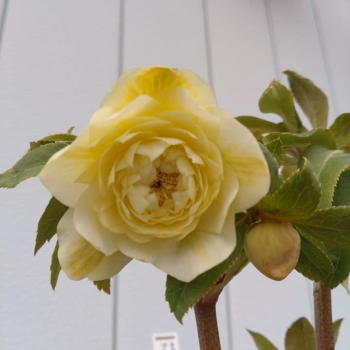 加藤農園。ゴールドクリスマスローズ 八重咲き 淡い黄色 開花株。NO3