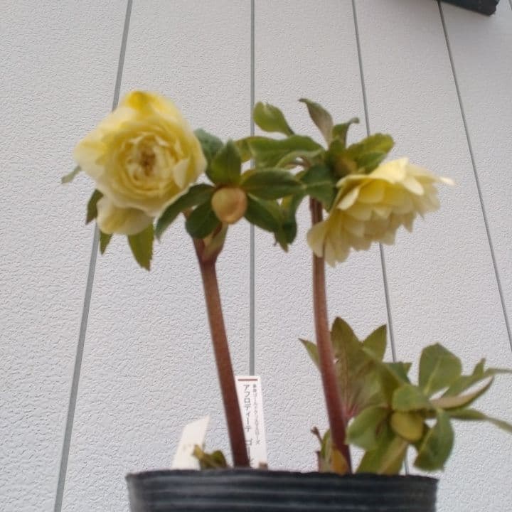 加藤農園。ゴールドクリスマスローズ 八重咲き 淡い黄色 開花株。NO3