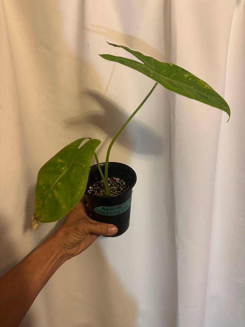 Alocasia longiloba variegated ロンギロバ斑入り
