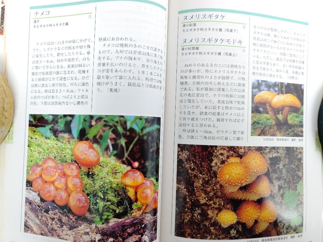 『熊本のきのこ』きのこ図鑑 稀覯本