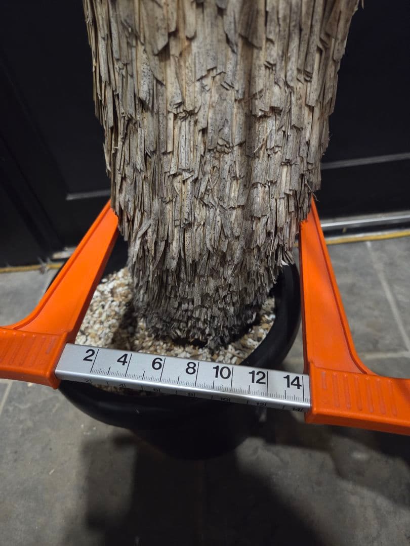 専用出品 リピ特割 ユッカロストラータ (ま)