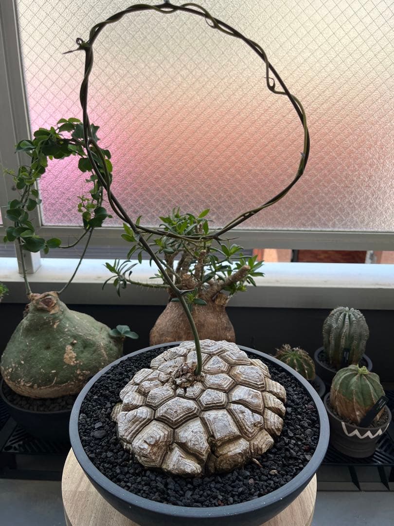 最終値下げ メキシコ亀甲竜　現地球　美株