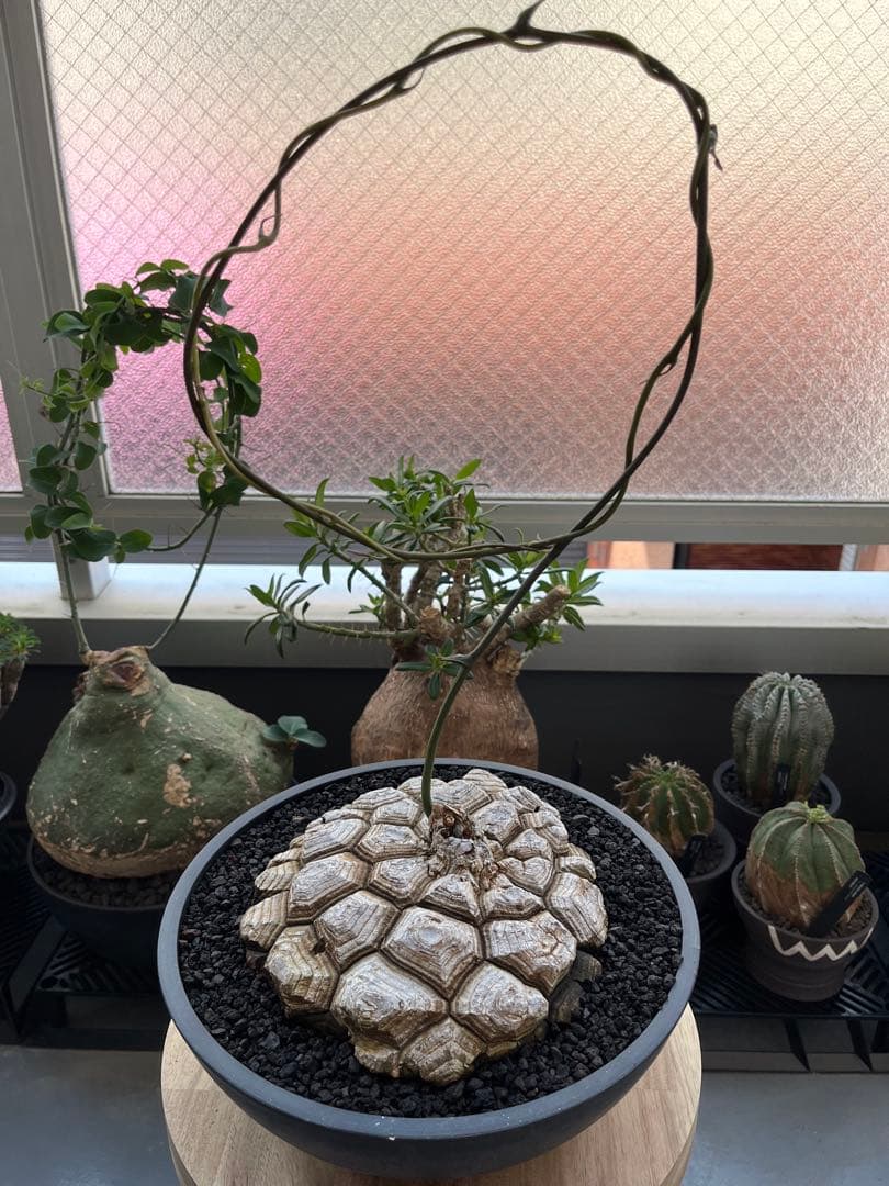 最終値下げ メキシコ亀甲竜　現地球　美株