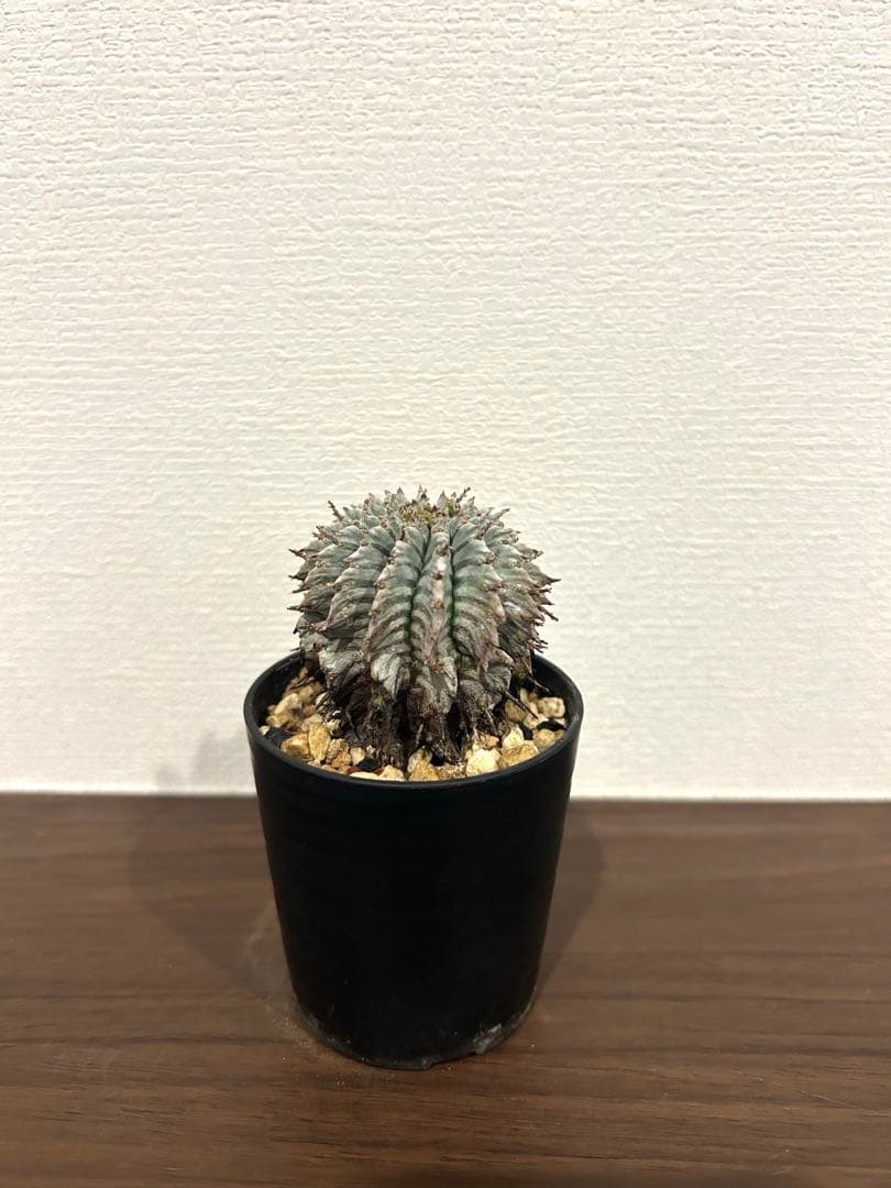 ユーフォルビア　ホリダ　ゼブラ　①