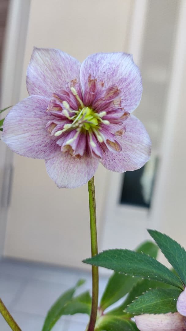 確認用  花苗