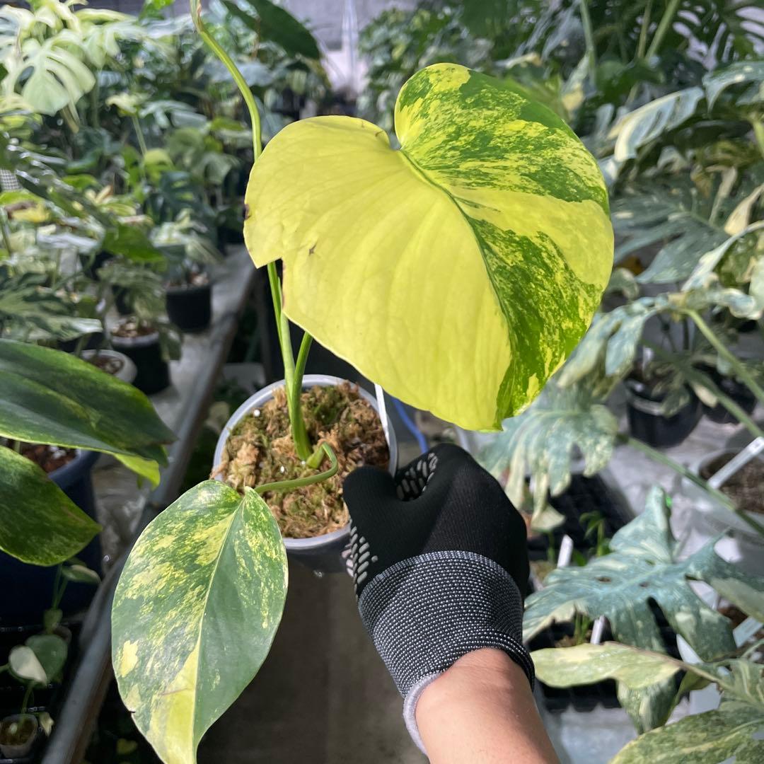 MC2 モンステラ　イエローマリリン　黄斑入り