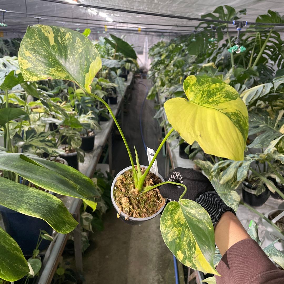 MC2 モンステラ　イエローマリリン　黄斑入り