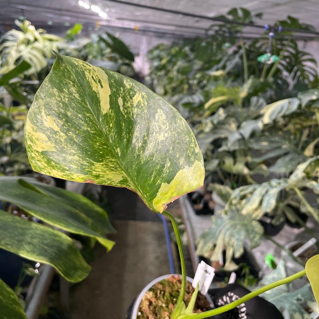 MC2 モンステラ　イエローマリリン　黄斑入り