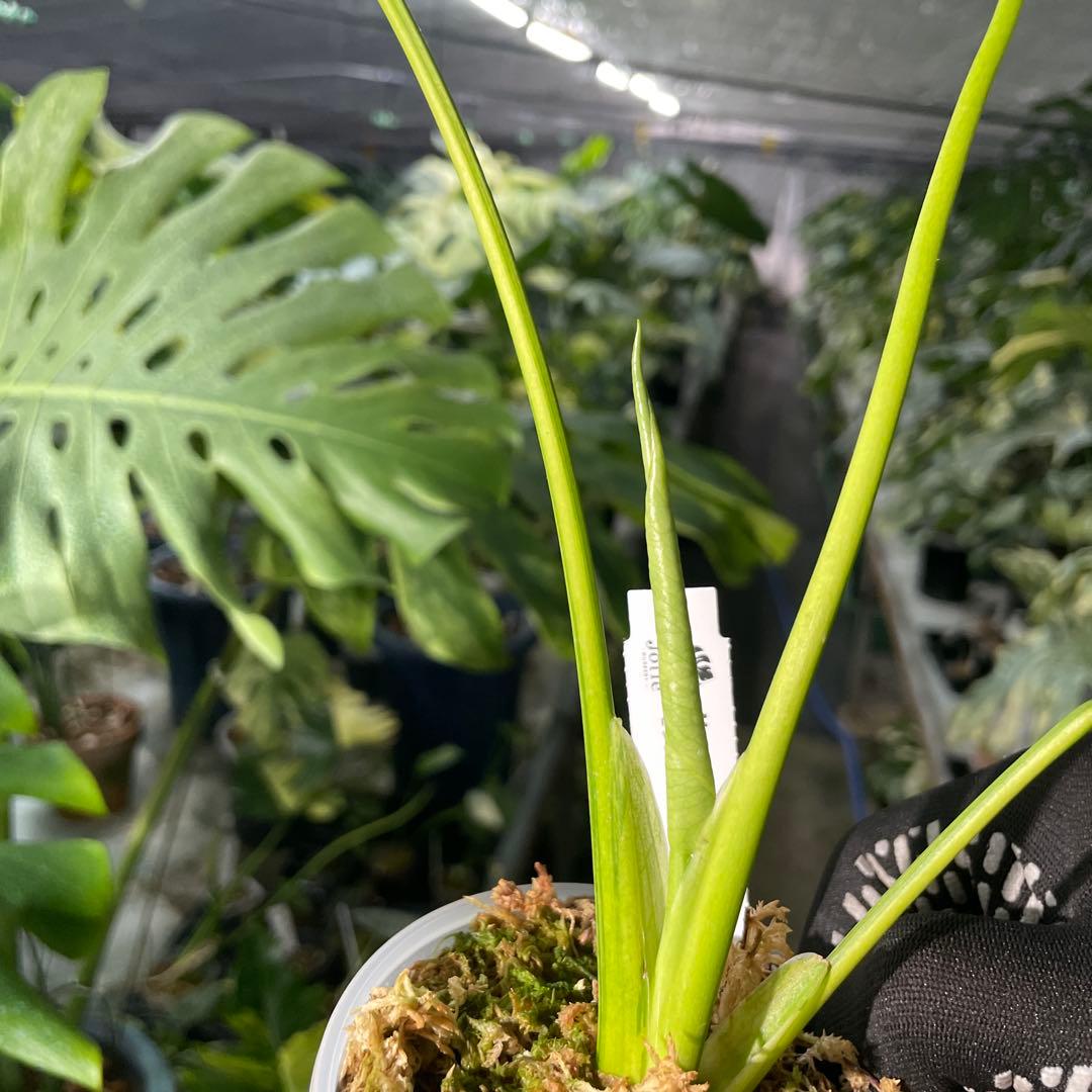 MC2 モンステラ　イエローマリリン　黄斑入り