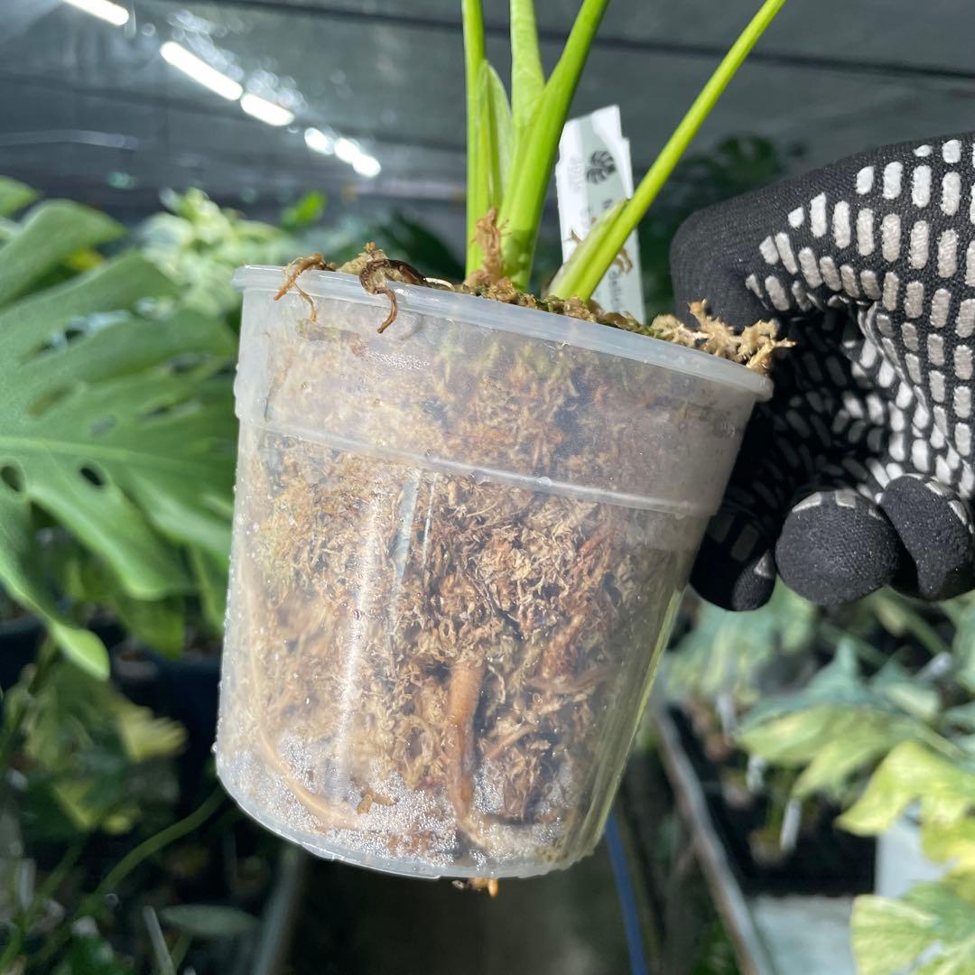 MC2 モンステラ　イエローマリリン　黄斑入り