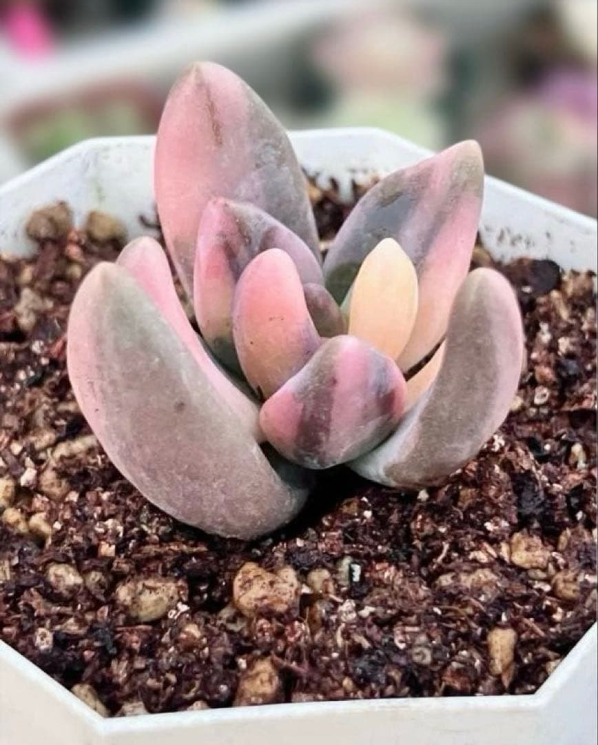 多肉植物　紫麗殿錦　発根済