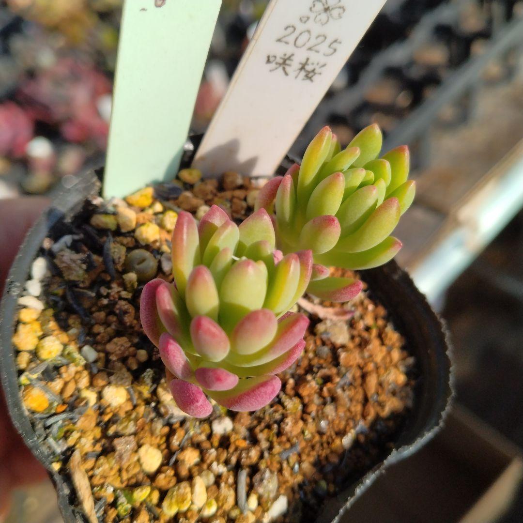 購入済み。No74 薄化粧×乙女心　抜き苗　発送方法①　多肉