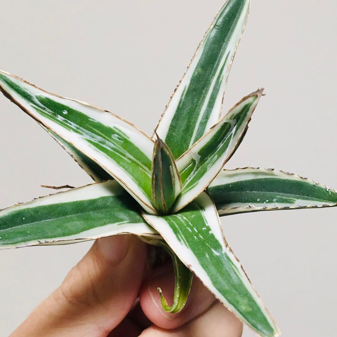 【本物】氷山 純血 純白斑 TC苗 アガベ 笹の雪 Agave Hyouzan