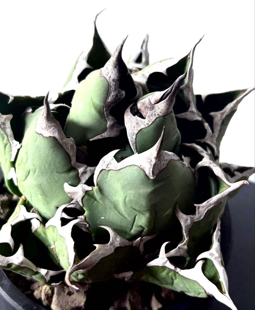 【コレクター品、ボール株】アガベ　姫厳竜　子株7個付　SSS級　No.18