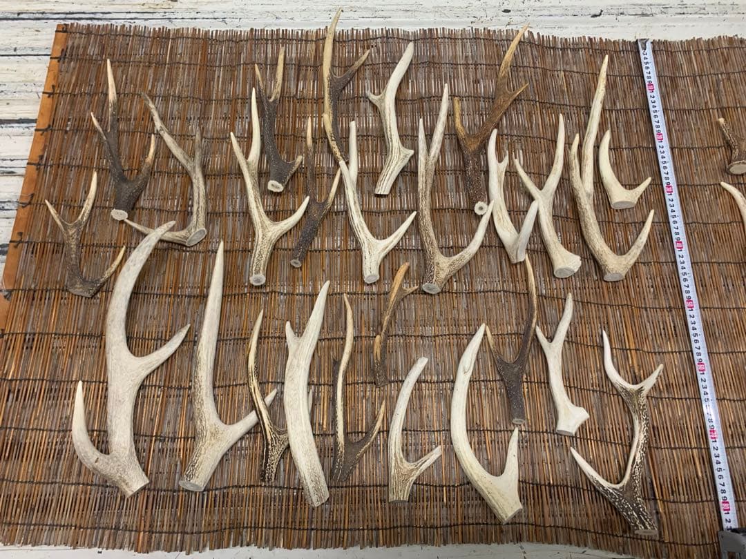 8kg 鹿の角　エゾシカ　角 端材　アクセサリー　パーツ素材