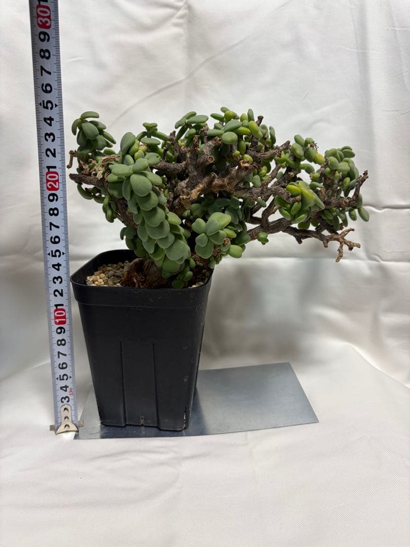ケラリア　ピグマエア　現地球　多肉植物　塊根植物　観葉植物　珍奇植物