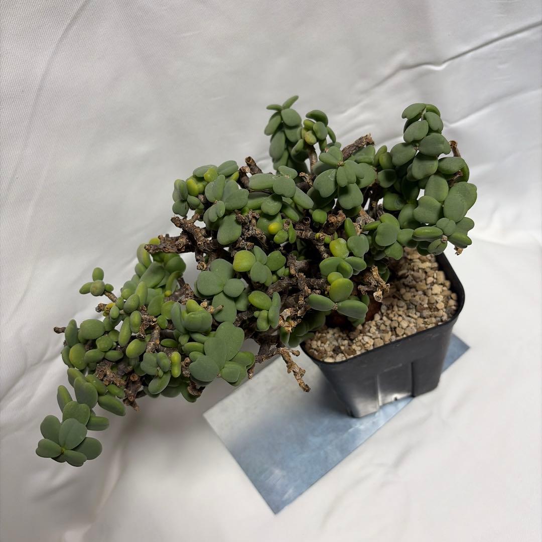 ケラリア　ピグマエア　現地球　多肉植物　塊根植物　観葉植物　珍奇植物