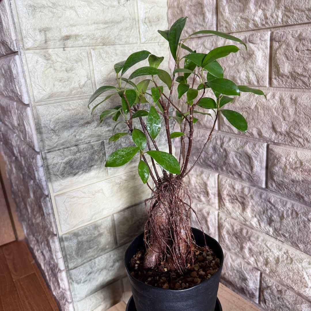 ガジュマル 実生株｜太幹・気根発達中｜盆栽向き・一点物　鹿児島産