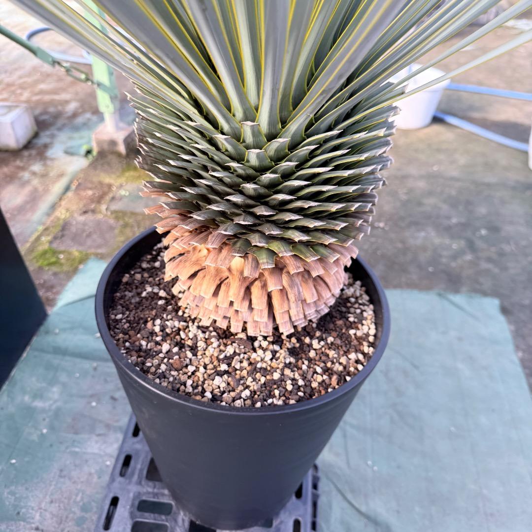 平*政様 【AL1109】ユッカ　ロストラータ