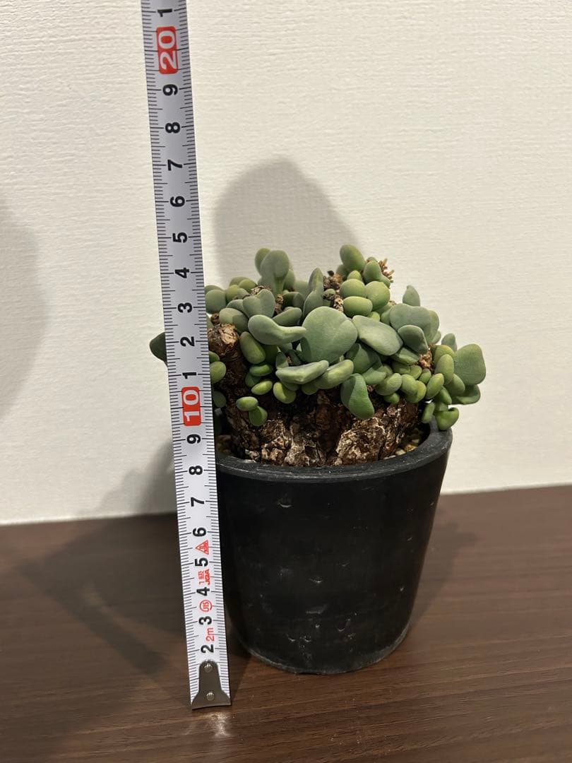 ケラリア　ピグマエア　発根済み