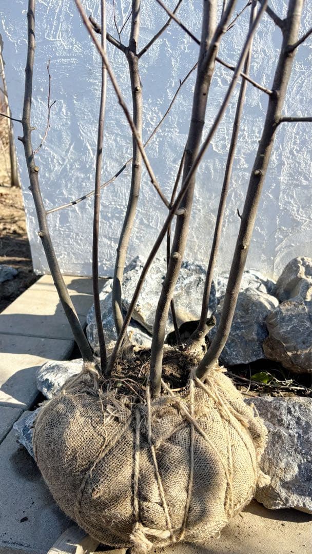 超逸品。ジューンベリー大株立ち2.4M(鉢底から)品番A