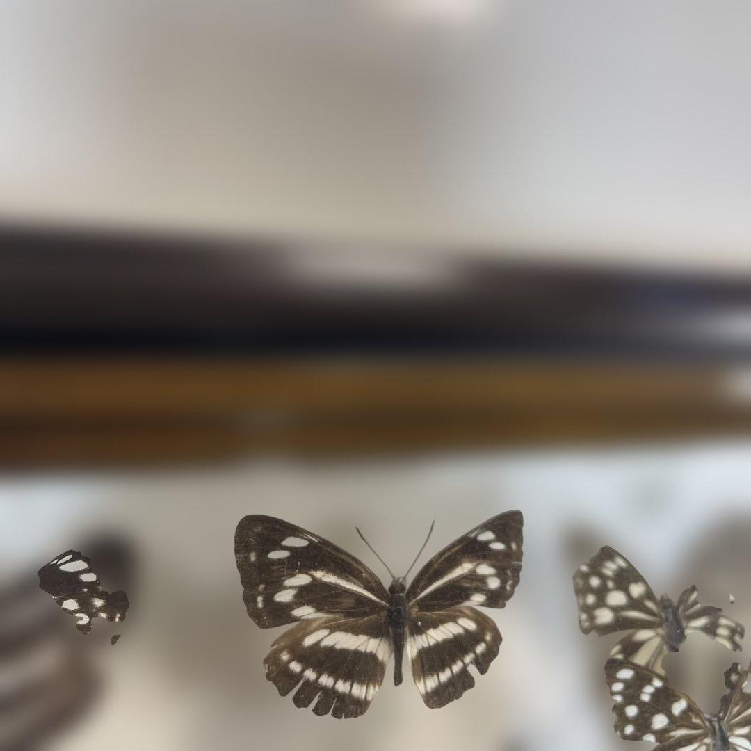 蝶標本、イシガケ-イチモンジ-ミスジの仲間46匹